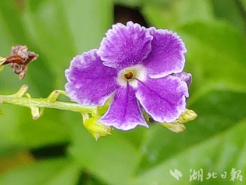 全程打闲法二缆